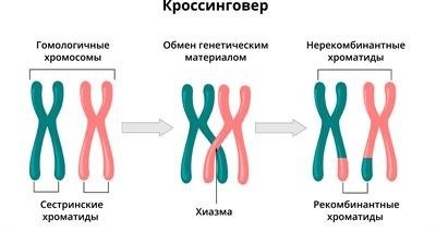 Закон нарушения сцепления между генами