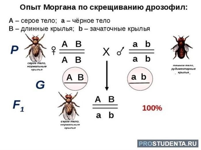 Сцепленное наследование